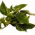 Szobai futóka Epipremnum aureum