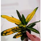 Csoda cserje Kroton ‘Sunny Star’ (Codiaeum variegatum ) 22 cm.