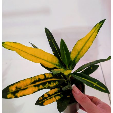 Csoda cserje Kroton ‘Sunny Star’ (Codiaeum variegatum ) 22 cm.