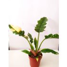 Philodendron Ring of Fire 7
