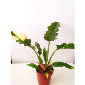 Philodendron Ring of Fire 7