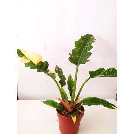Philodendron Ring of Fire 7