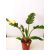 Philodendron Ring of Fire 7