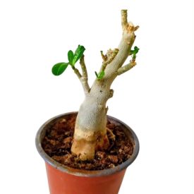 Sivatagi rózsa Adenium Obesum 