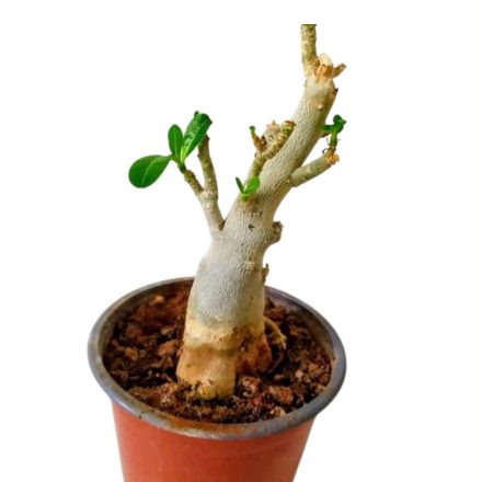 Sivatagi rózsa Adenium Obesum 