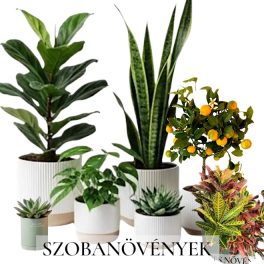 Szobanövények